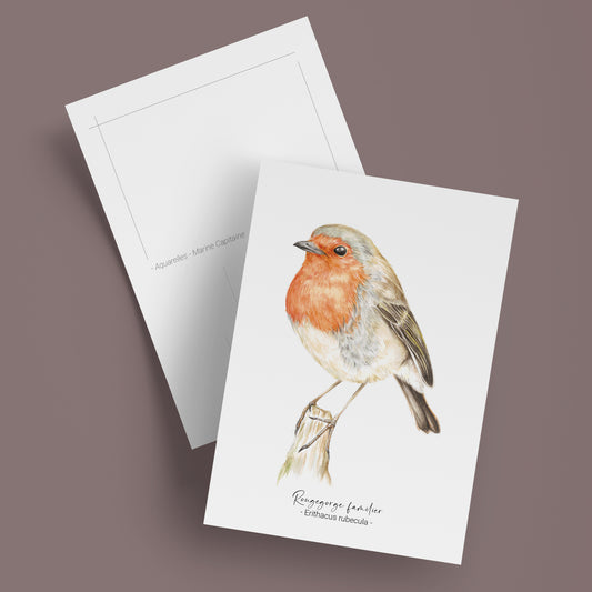 Carte postale Rouge gorge , illustration naturaliste à l’aquarelle – Marine Capitaine