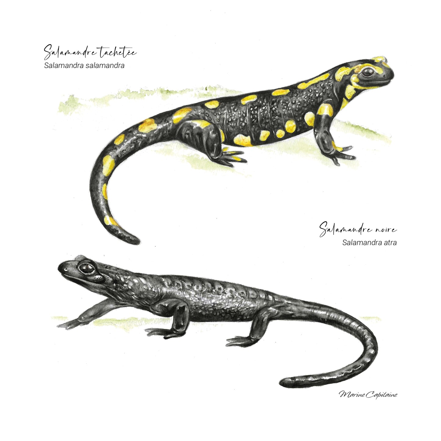 Salamandres