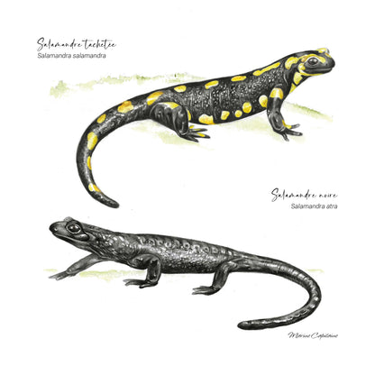 Salamandres