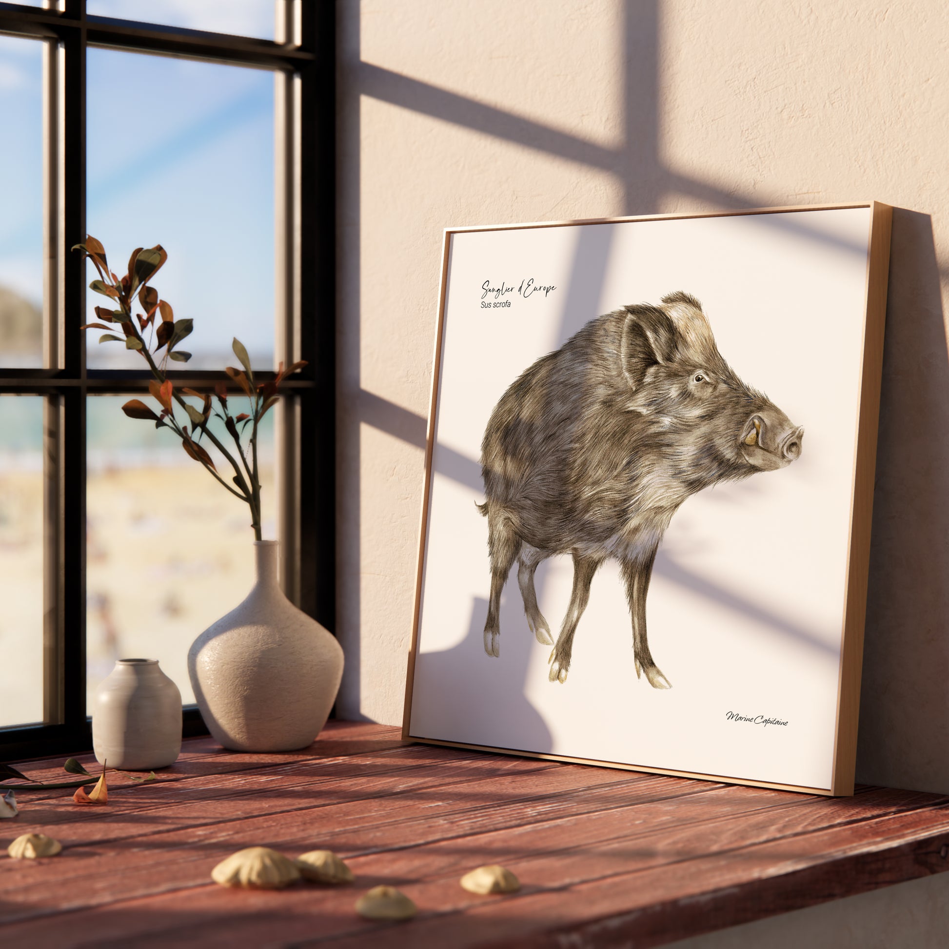 Affiche illustrée d'un Sanglier, imposant mammifère qui peuple nos forêts, illustration naturaliste Marine Capitaine.