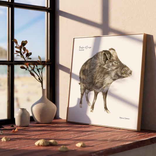 Affiche illustrée d'un Sanglier, imposant mammifère qui peuple nos forêts, illustration naturaliste Marine Capitaine.