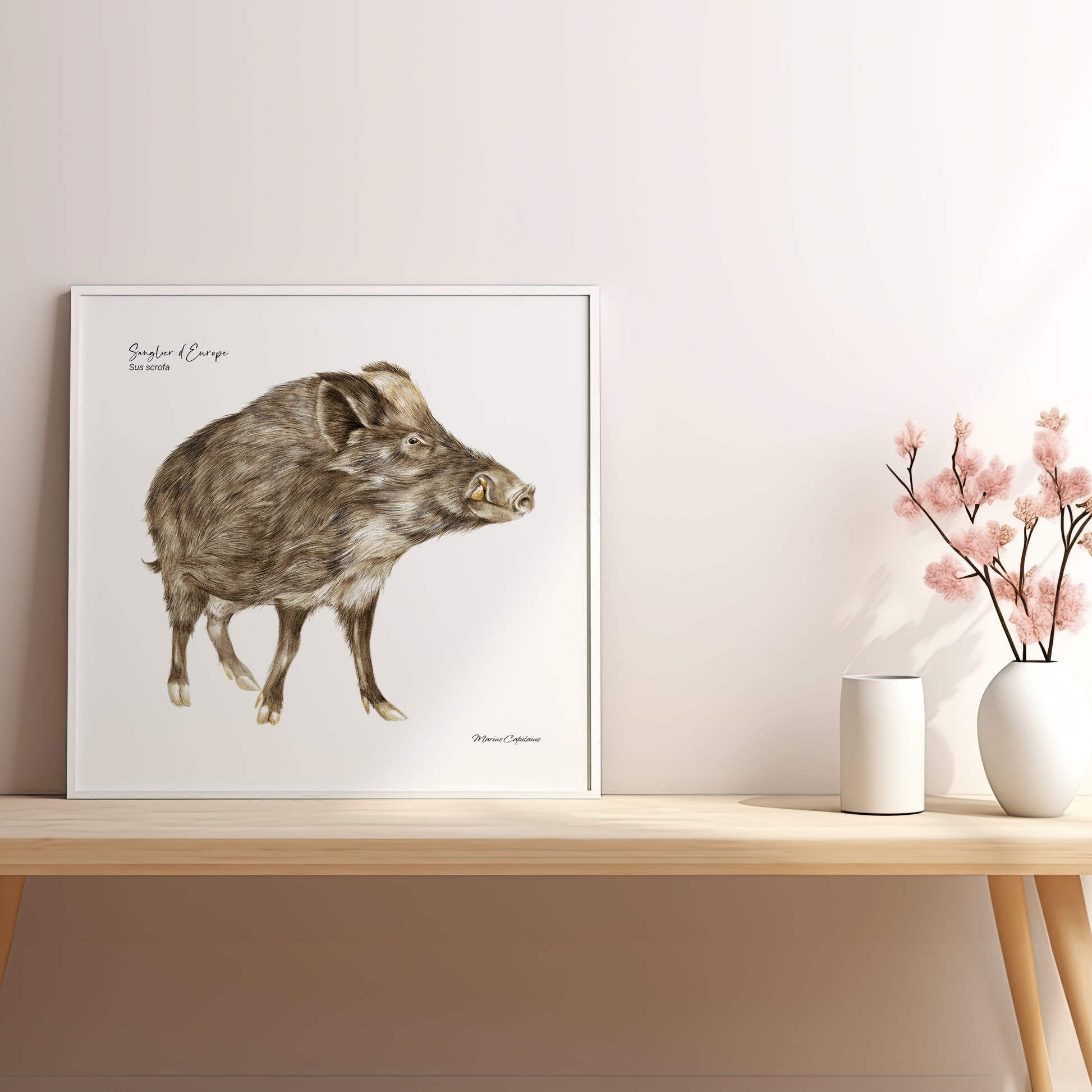 Affiche illustrée d'un Sanglier, imposant mammifère qui peuple nos forêts, illustration naturaliste Marine Capitaine.