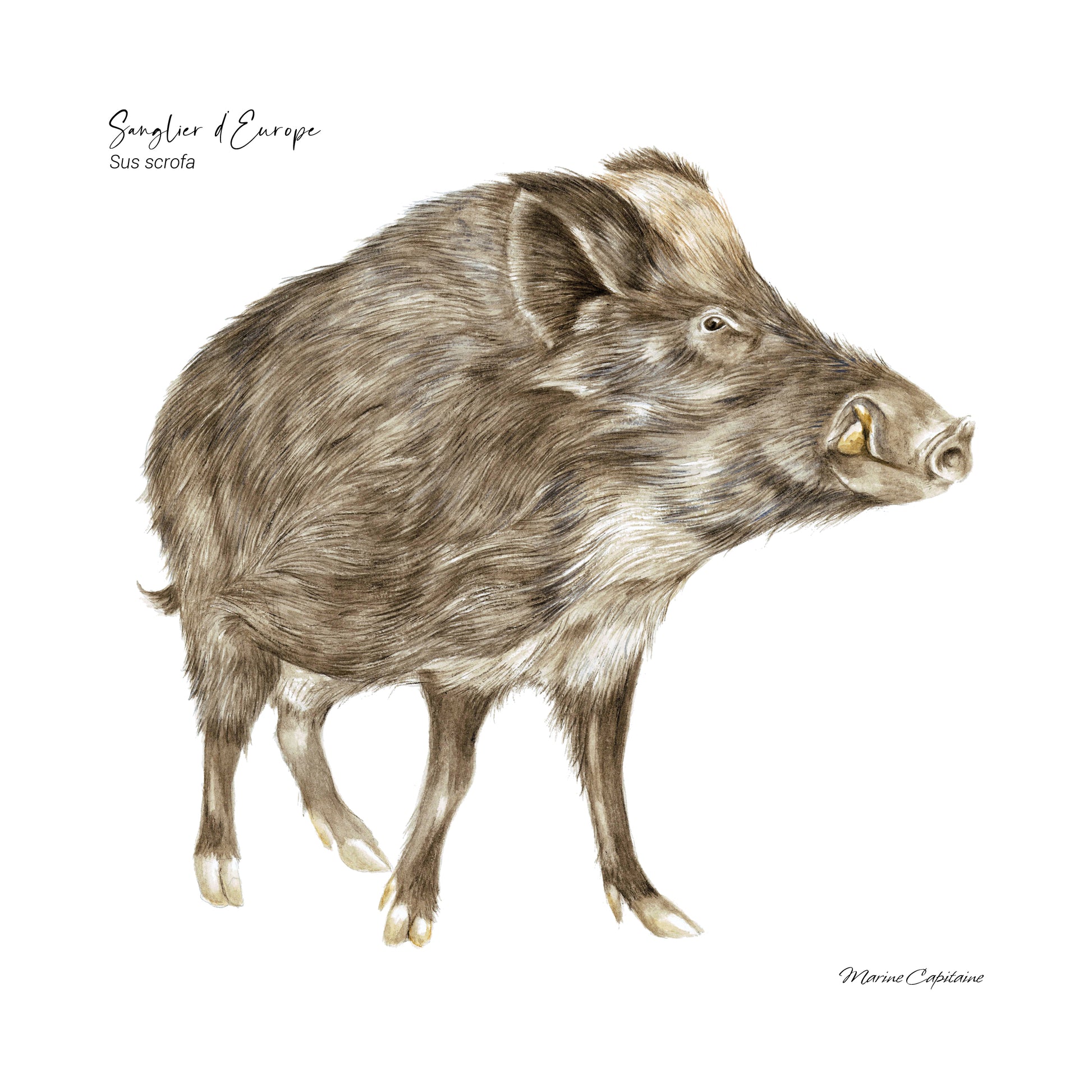 Affiche illustrée d'un Sanglier, imposant mammifère qui peuple nos forêts, illustration naturaliste Marine Capitaine.