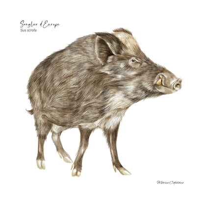 Affiche illustrée d'un Sanglier, imposant mammifère qui peuple nos forêts, illustration naturaliste Marine Capitaine.