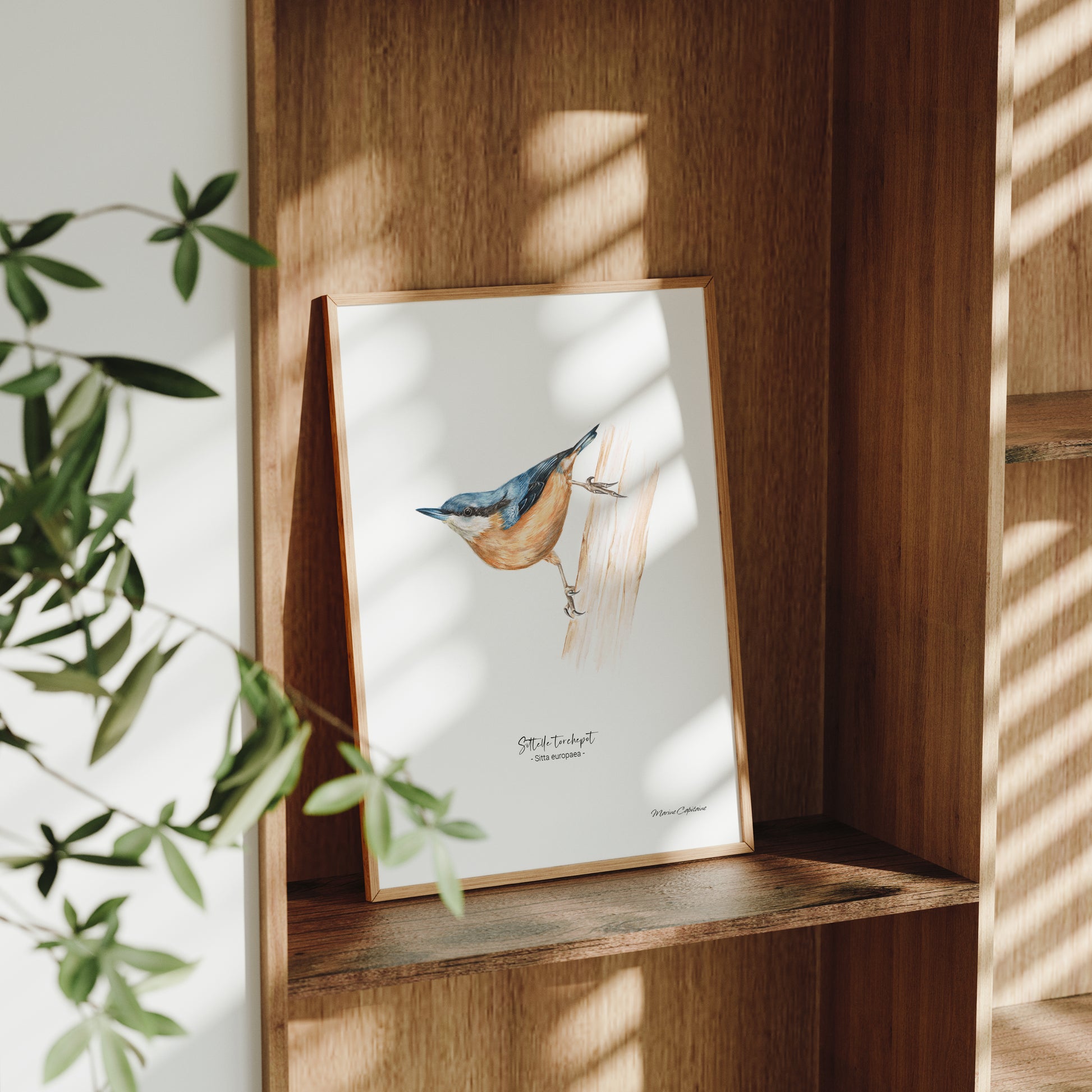 Affiche illustrée de la Sittelle torchepot encadrée, illustration naturaliste Marine Capitaine