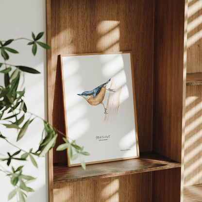 Affiche illustrée de la Sittelle torchepot encadrée, illustration naturaliste Marine Capitaine