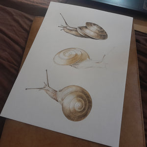 Soucoupe commune, en cours de réalisation à l'aquarelle par Marine Capitaine