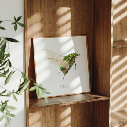 Affiche à l’aquarelle représentant une Cétoine dorée, illustration naturaliste de Marine Capitaine.