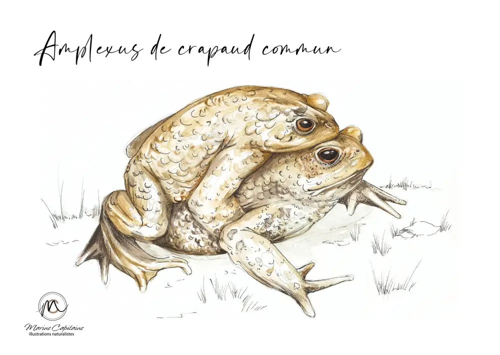 Crapaud commun carte postale