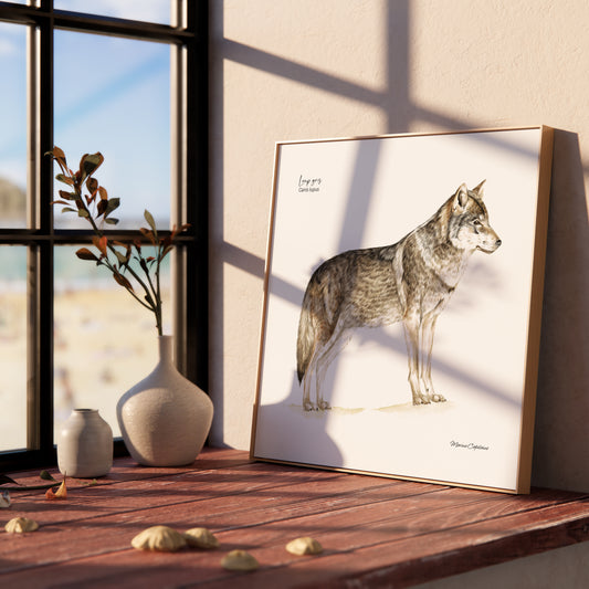 Loup gris