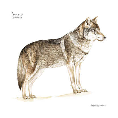 Loup gris