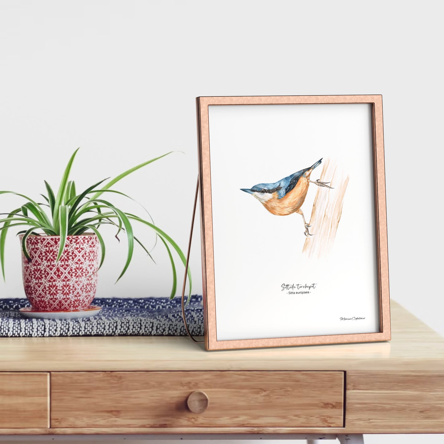 Affiche illustrée d'une Sitelle torchepot encadrée, illustration naturaliste Marine Capitaine